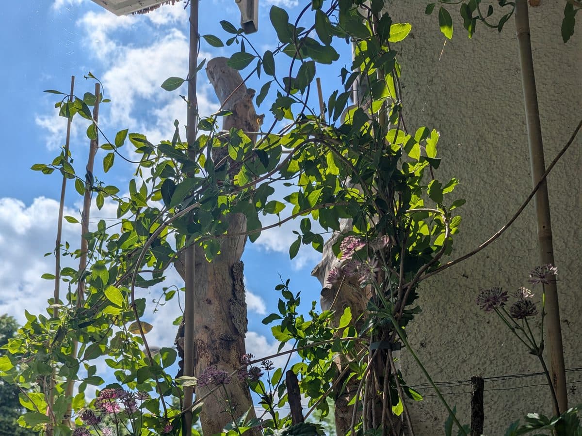 Sichtschutz und Lebensraum zugleich, Balkon