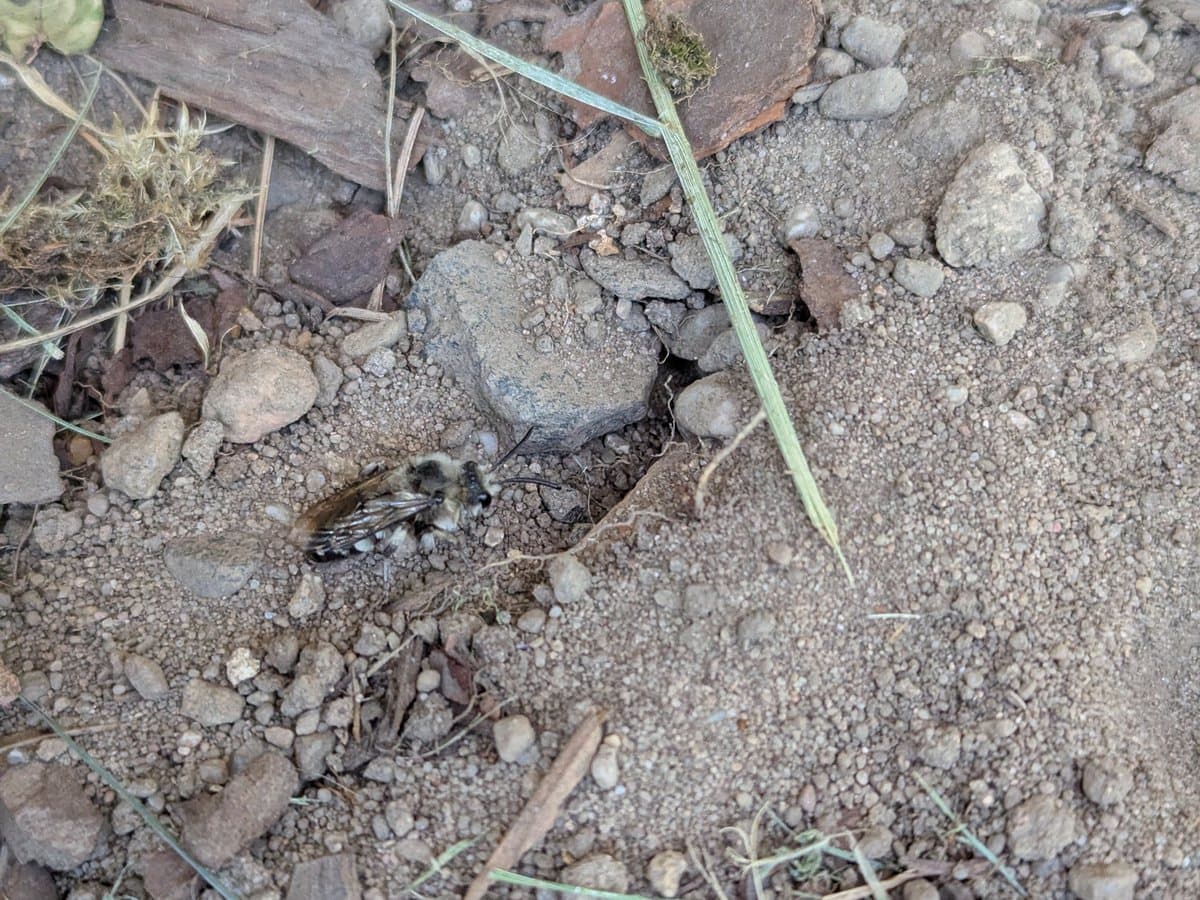 Trauerbiene (Melecta albifrons), Unter dem Balkon