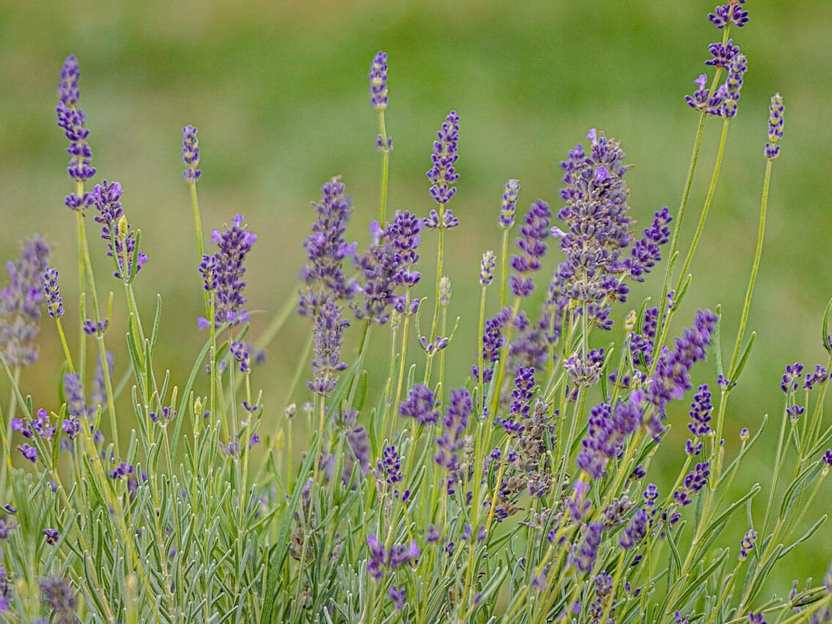 Violett blühender Lavendel mit Blütenähren