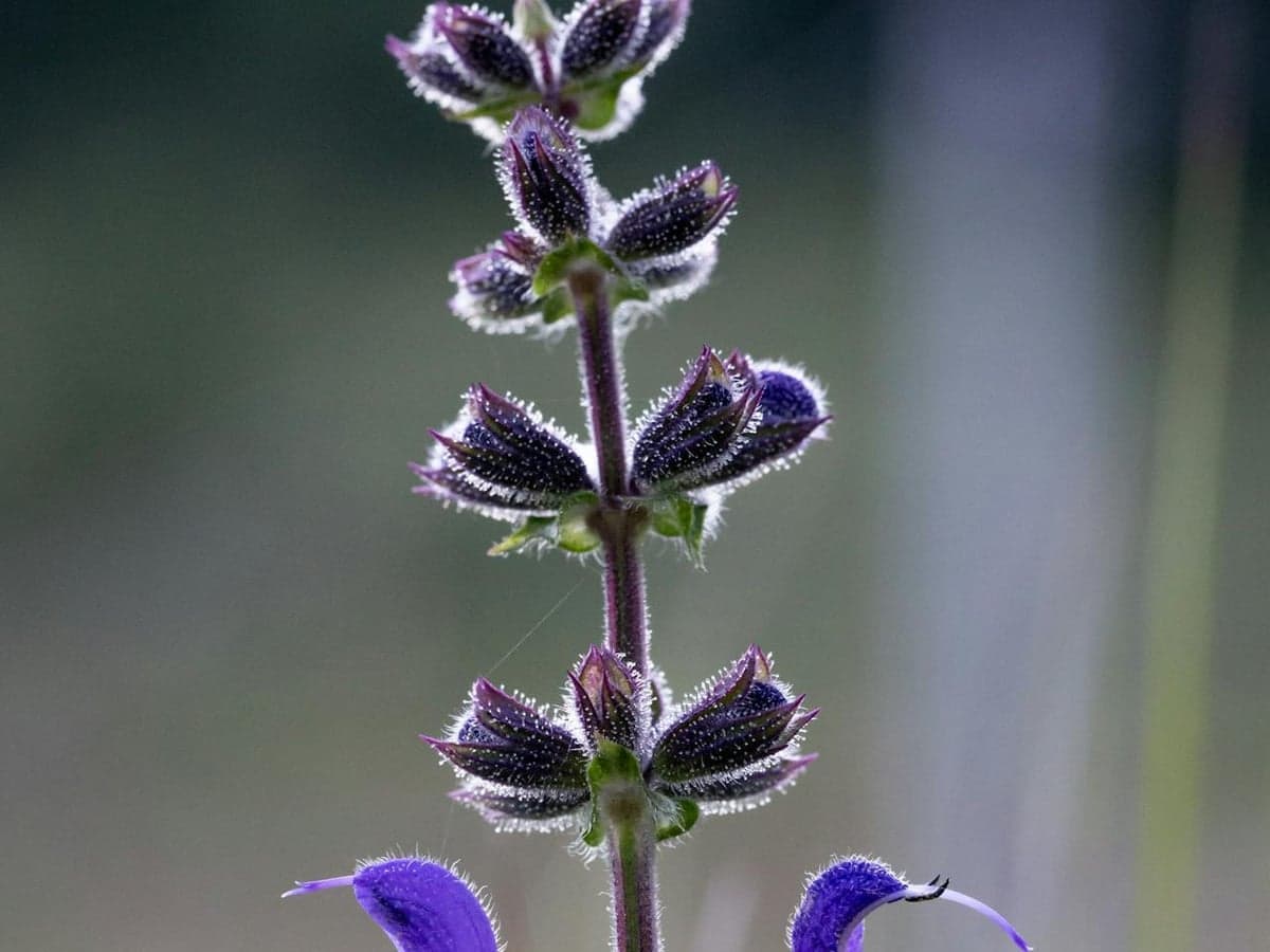 Violett-blaue Blütenstände des Wiesen-Salbei auf einer Wiese, Nahaufnahme